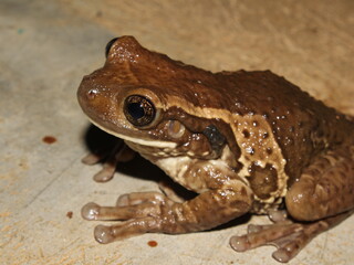 Milky Treefrog (Trachycephalus vermiculatus) from the Osa Peninsula of Costa Rica