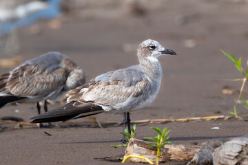 Fototapeta premium Laughing gull