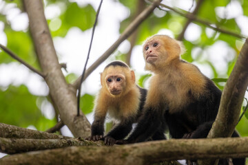 White-faced monkey