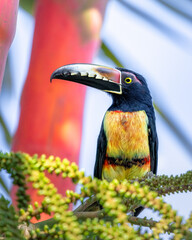 TOUCAN