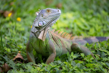 GREEN IGUANA