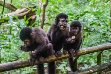 three monkeys eating fruit sitting on a log in the jungle
