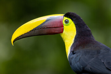 TOUCAN © Kenneth Vargas