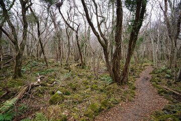 dreary winter forest with bare trees and path
