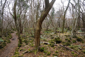 lonely pathway through mossy rocks and bare trees