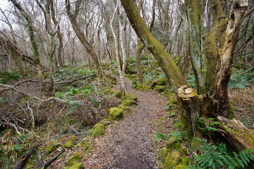 lonely pathway through mossy rocks and bare trees