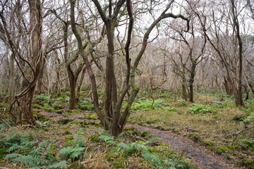 bare trees and vines in winter forest
