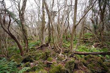 dreary winter forest with bare trees and path
