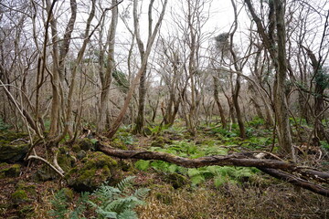 dreary winter forest with bare trees and path
