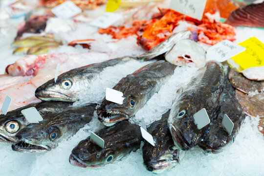 Fresh cooled European hakes (Merluccius merluccius) on crushed ice in open display of fish store