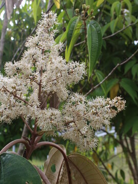 Wild tropical Melastomataceae Miconia argentea