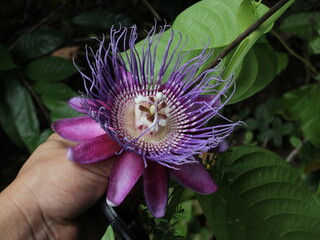 Flowers of giant granadilla (Passiflora quadrangularis) from the Osa Peninsula of Costa Rica