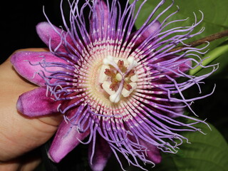 Flowers of giant granadilla (Passiflora quadrangularis) from the Osa Peninsula of Costa Rica