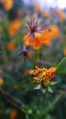 close up sulfur cosmos seed head. defocused background. selective focus