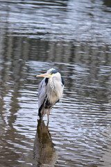 街の川をキョロキョロするアオサギ