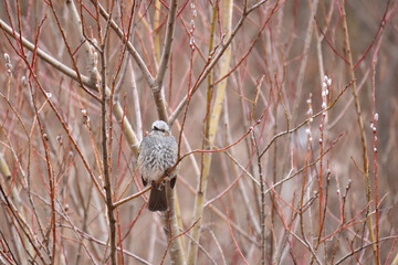 早春の河原にヒヨドリ