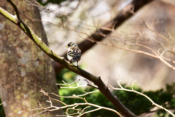 春のアトリの後ろ姿
