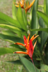 Orange flowers of Heliconia psittacorum