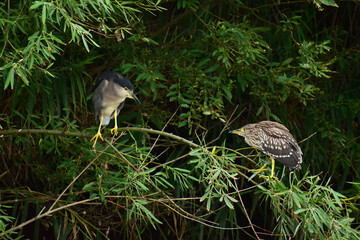 ゴイサギの成鳥と幼鳥