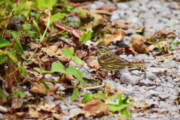 登山道のミヤマホオジロ