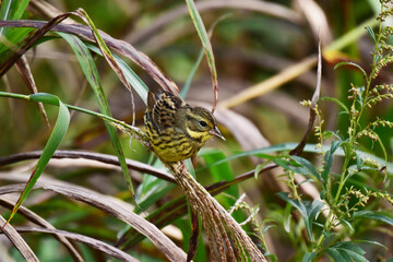 倒れたススキに乗るアオジ