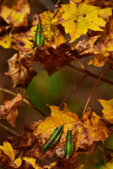 枯葉に止まるフキバッタ