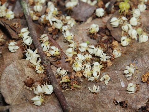 White fallen flowers of Jobo tree (Spondias mombin) from rainforest in Costa Rica