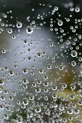 蜘蛛の巣に付いた雨の雫
