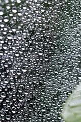 蜘蛛の巣に付いた雨の雫
