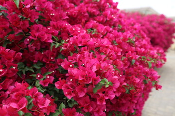 pink flowers in the garden