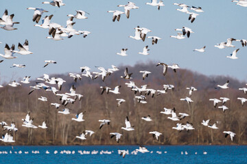 Snow Geese migration in March