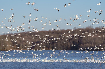 Snow Geese migration in March