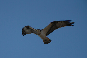 飛んでいるミサゴ