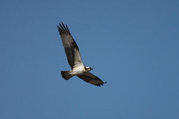 飛んでいるミサゴ