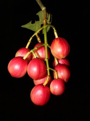 Red fruits of Chrysochlamys glauca from the Osa Peninsula of Costa Rica