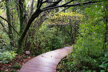 refreshing autumn forest and path in the rain