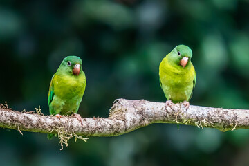 Plakat The orange-chinned parakeet (Brotogeris jugularis), also known as the Tovi parakeet, is a small mainly green parrot of the genus Brotogeris. It is found in Central America.