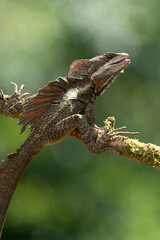 Smooth helmeted iguana sometimes also known as helmeted iguana, helmeted basilisk, elegant helmeted lizard, (Corytophanes cristatus) is a species of New World lizard in the family Corytophanidae