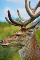 What a beautiful creature. Cropped shot of a male reindeer in the wild.