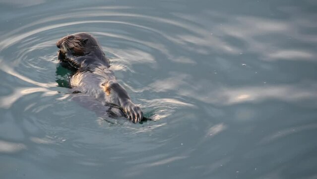 Cute furry sea otter marine mammal behavior, adorable cuddly wild aquatic animal swimming in ocean water, California coast wildlife, USA fauna. Funny small paws or hands. Turning, rolling or rotating.