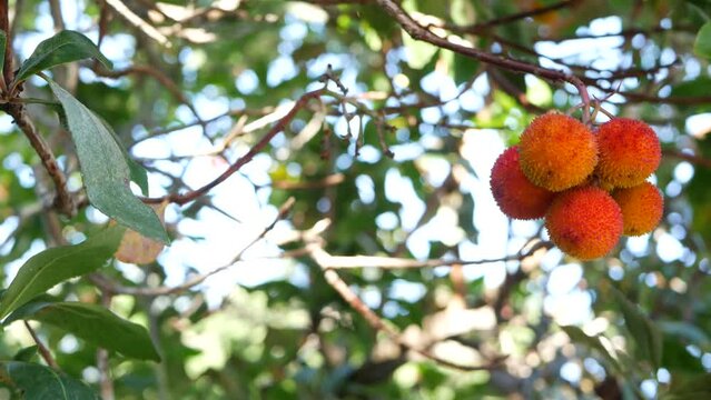 Strawberry tree or shrub ripe and unripe fruits, irish arbutus unedo harvest, cain or cane apple berries. California garden. Green leaves foliage. Mediterranean Europe flora, widespread in Ireland.