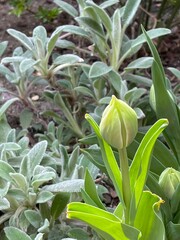 Obraz premium green and yellow tulips