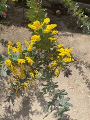 flowers in the garden