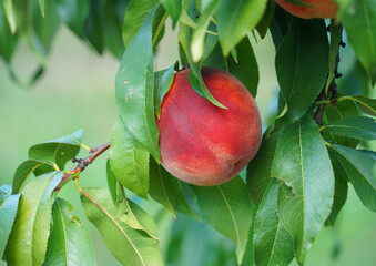 close up on fresh peaches on the branch