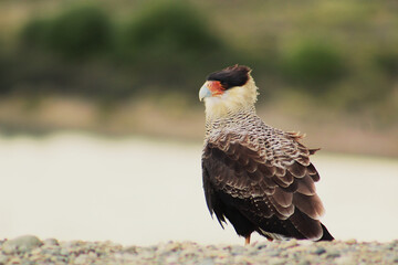 caracara in nature