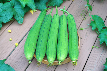 fresh picked luffa and leaves in the garden