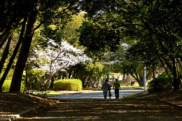 散歩道の横に桜が咲いている公園の風景