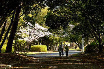 Fototapeta premium 散歩道の横に桜が咲いている公園の風景