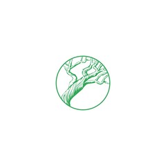 whitebark pine vector