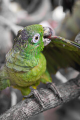 beautiful pictures of animals